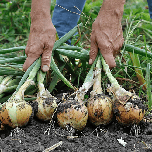 About how long do onions take to grow ybg7mqoxpwigkm2v