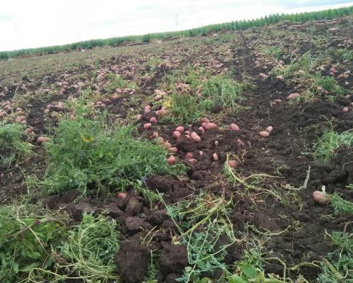 About potato yrdwomq8x3t8yyxb