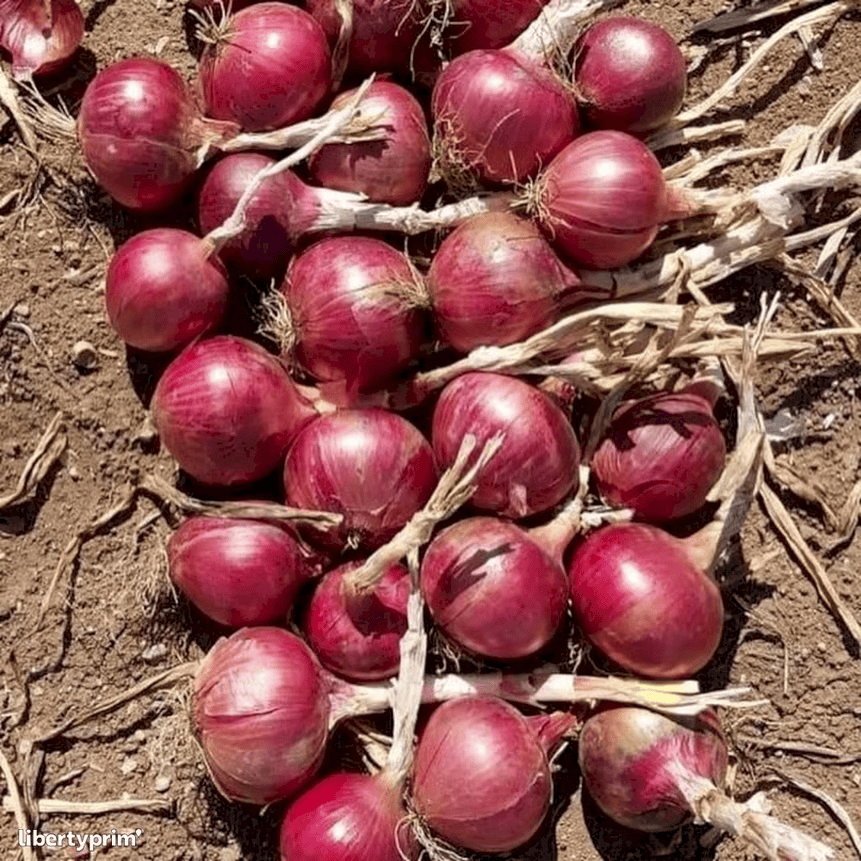 store 01jptzkysvgybc1ypx6f0qqb9n assets 1742942242644 vend onion red 4050 1 large
